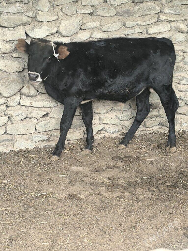 okiz - Берекет - img 2