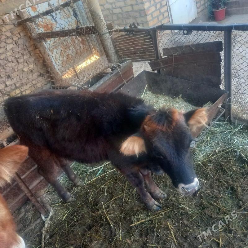 Gòleli sygyr - Бабадайхан - img 1