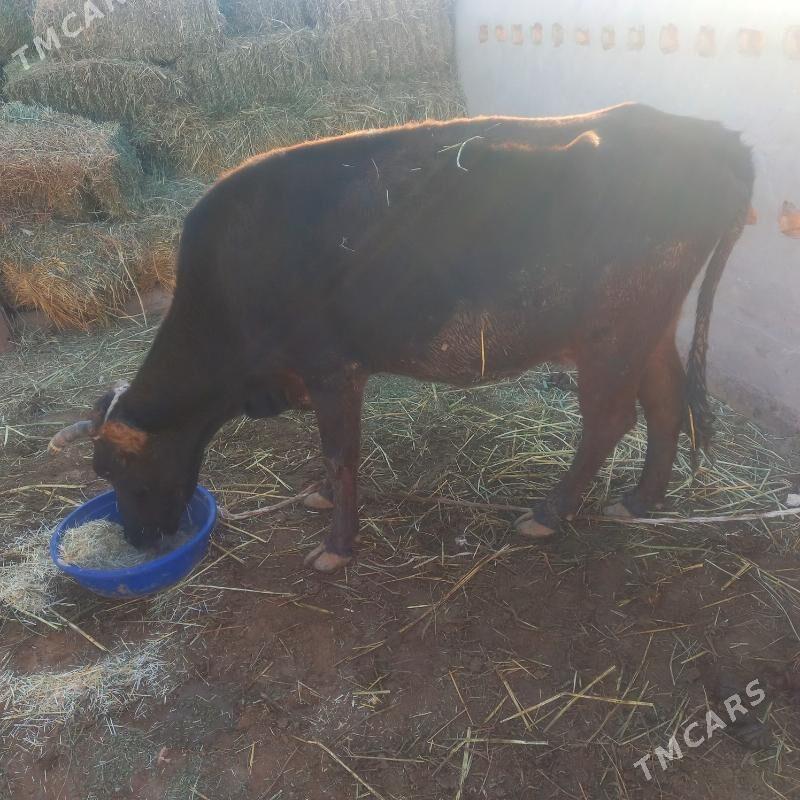 Gòleli sygyr - Бабадайхан - img 3