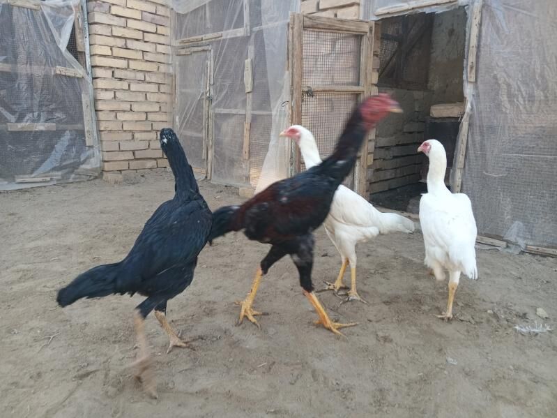 baysy - Мары - img 3