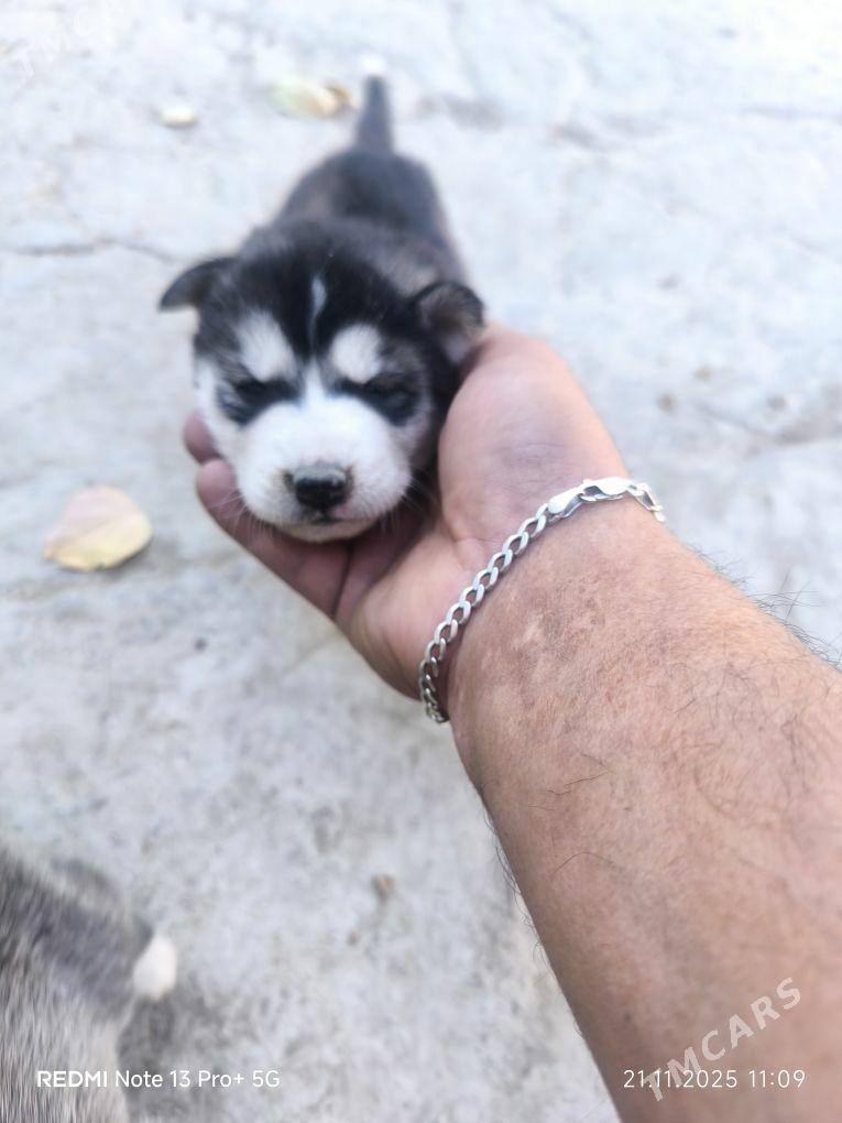 Haski it - Кака - img 5