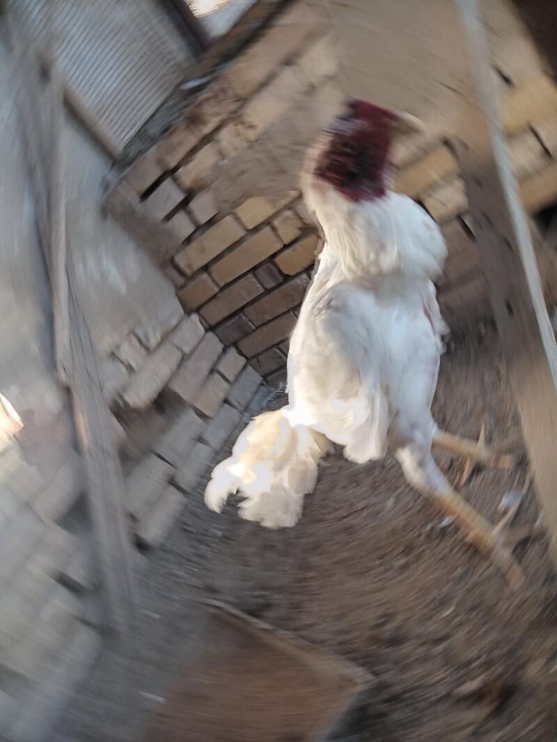 baysy - Мары - img 2