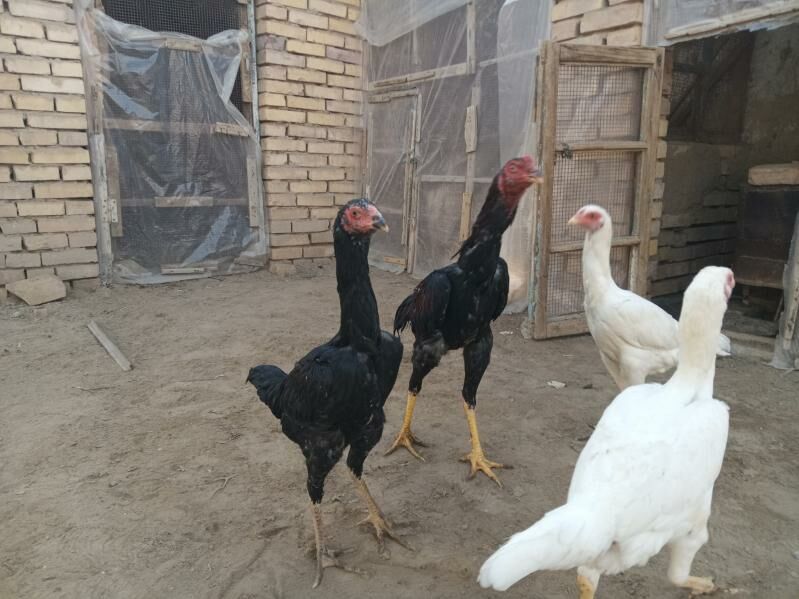 baysy - Мары - img 4