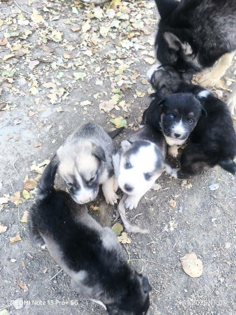 Haski it - Кака - img 7