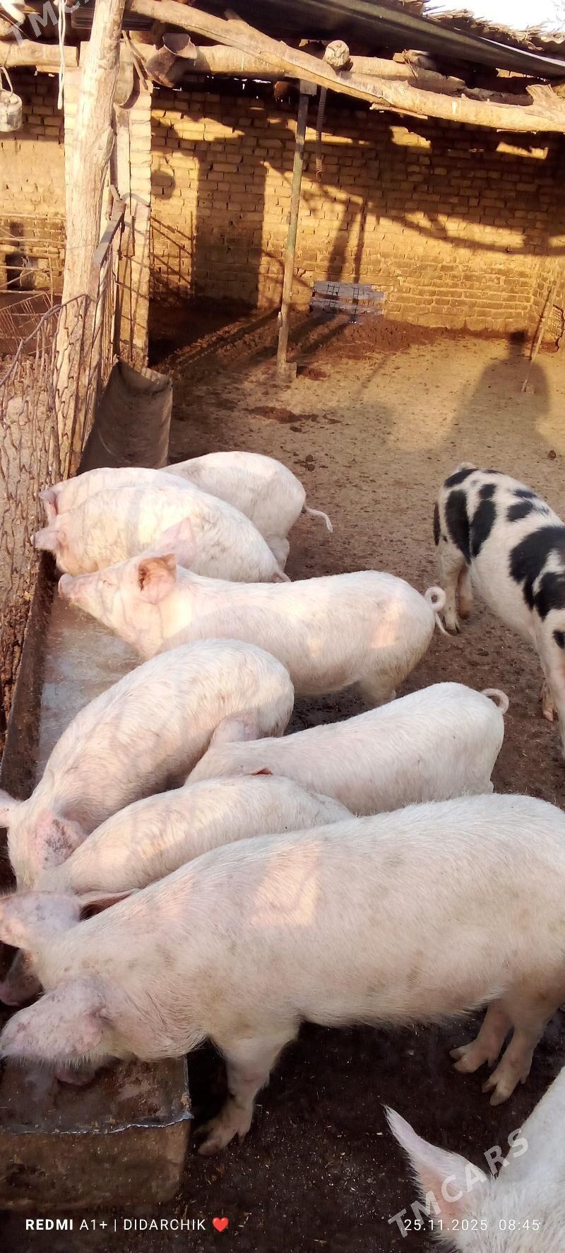 donuz - Çärjew - img 2