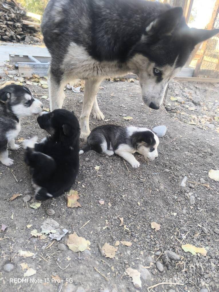 Haski it - Кака - img 10