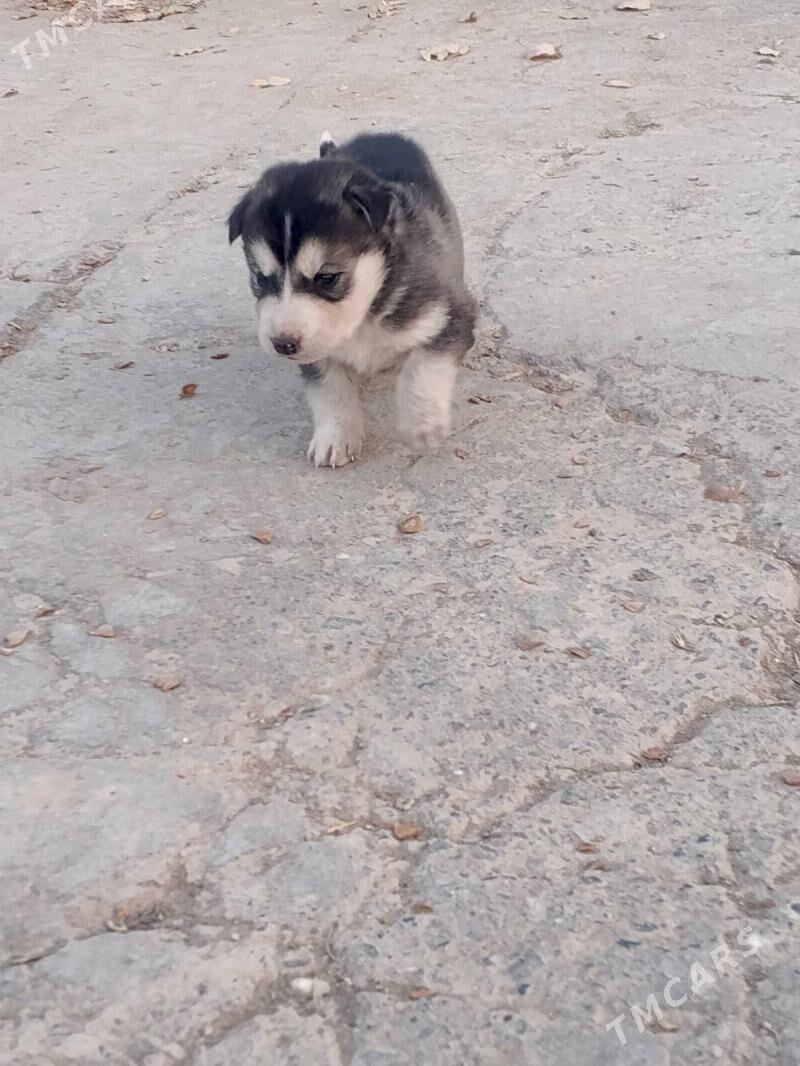 Haski it - Кака - img 4