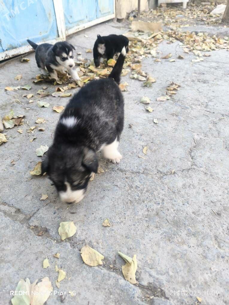 Haski it - Кака - img 8