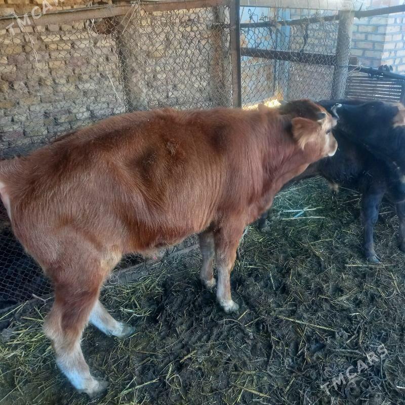 Òkuz - Бабадайхан - img 2