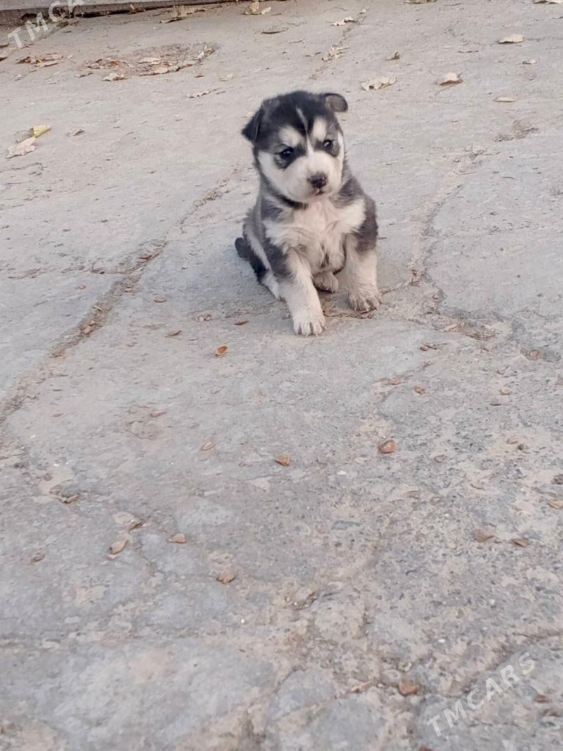 Haski it - Кака - img 3