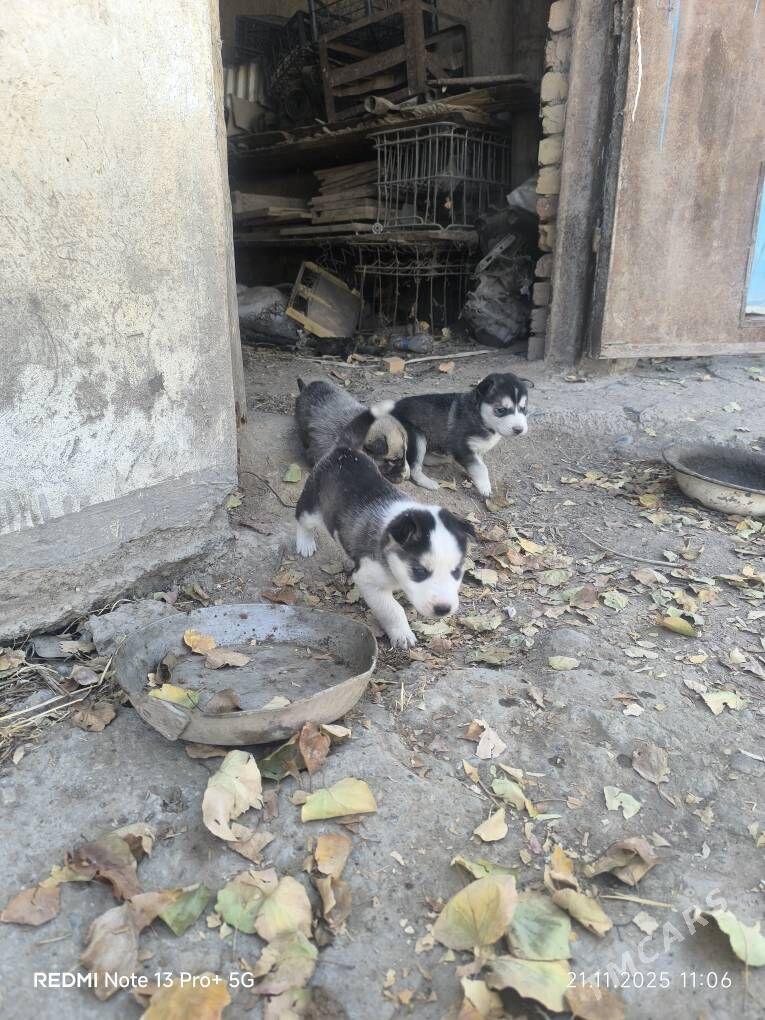 Haski it - Кака - img 9