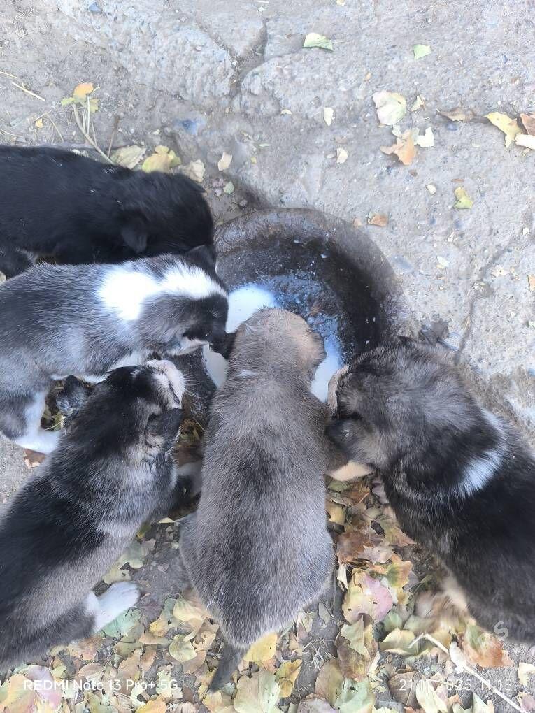 Haski it - Кака - img 6