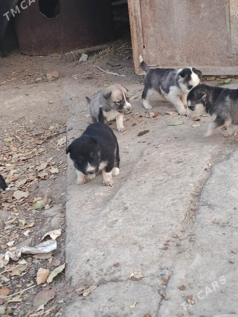 Haski it - Кака - img 2