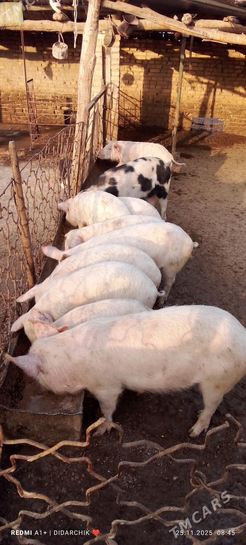 donuz - Çärjew - img 1