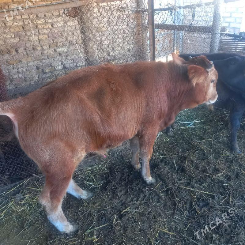 Òkuz - Бабадайхан - img 3