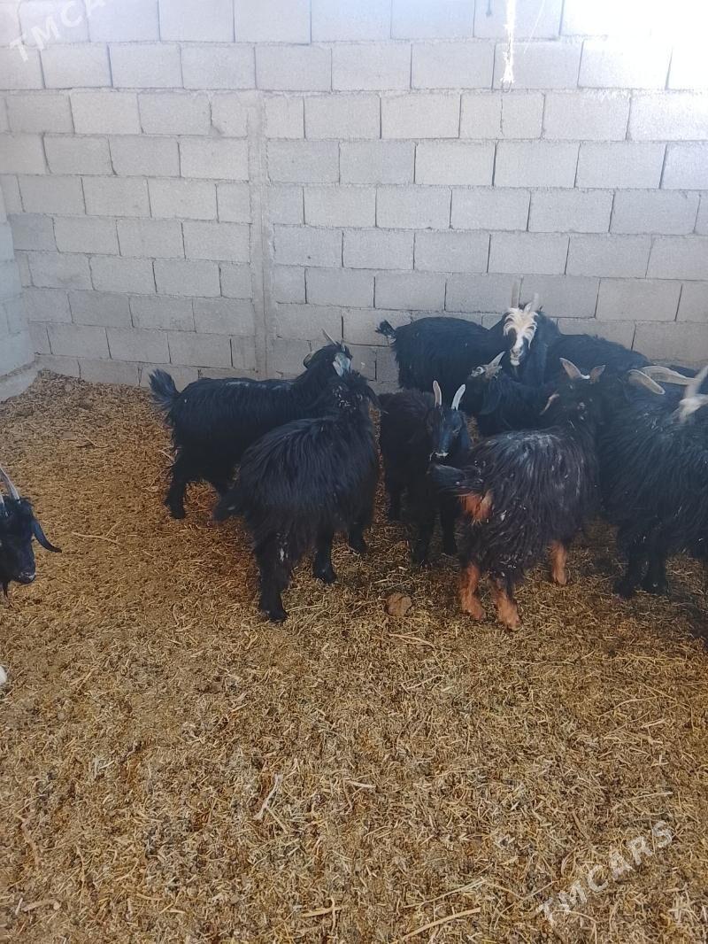 cebis - Aşgabat - img 3