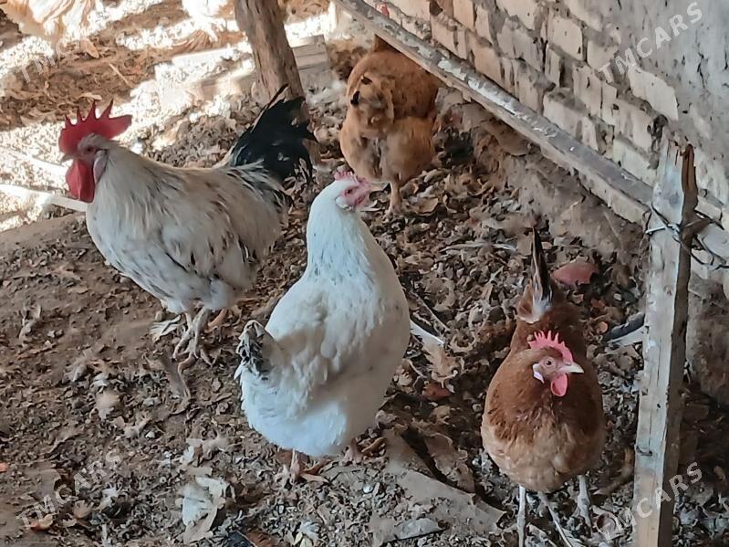 Satlyk janly towuk - Wekilbazar - img 1