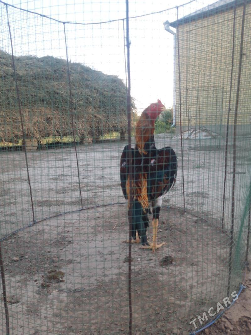 horoz - Байрамали - img 2