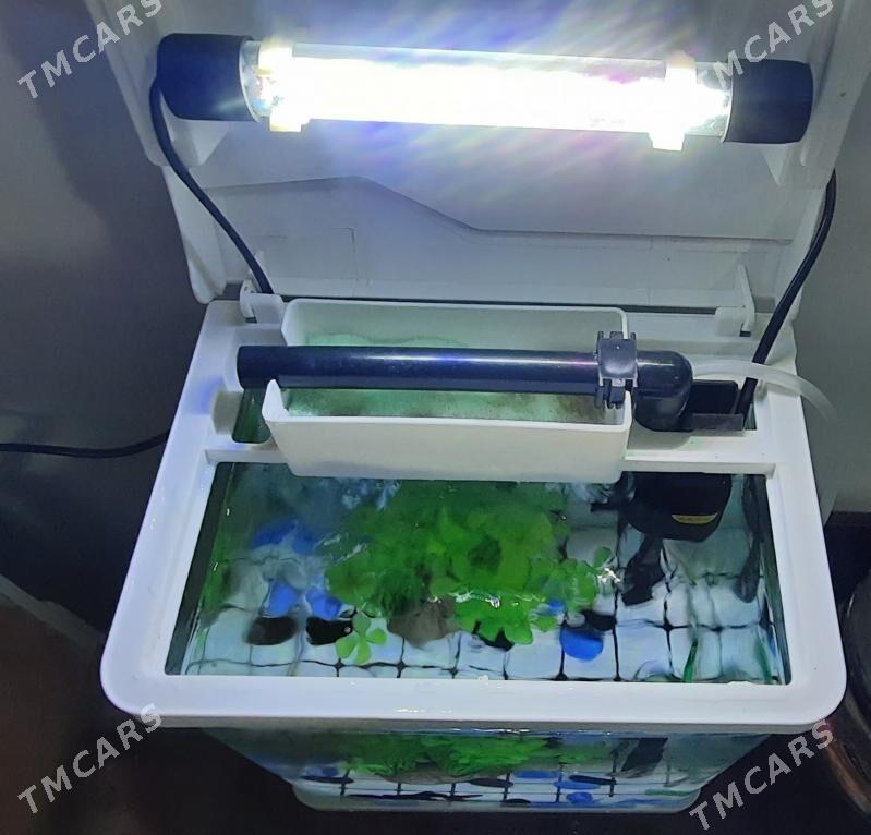 Akwarium - Türkmenabat - img 2