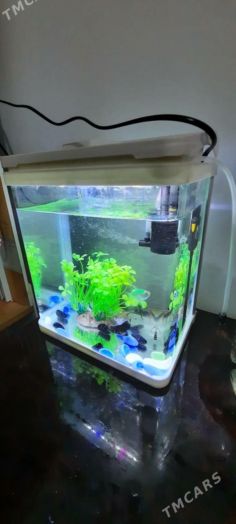 Akwarium - Türkmenabat - img 3