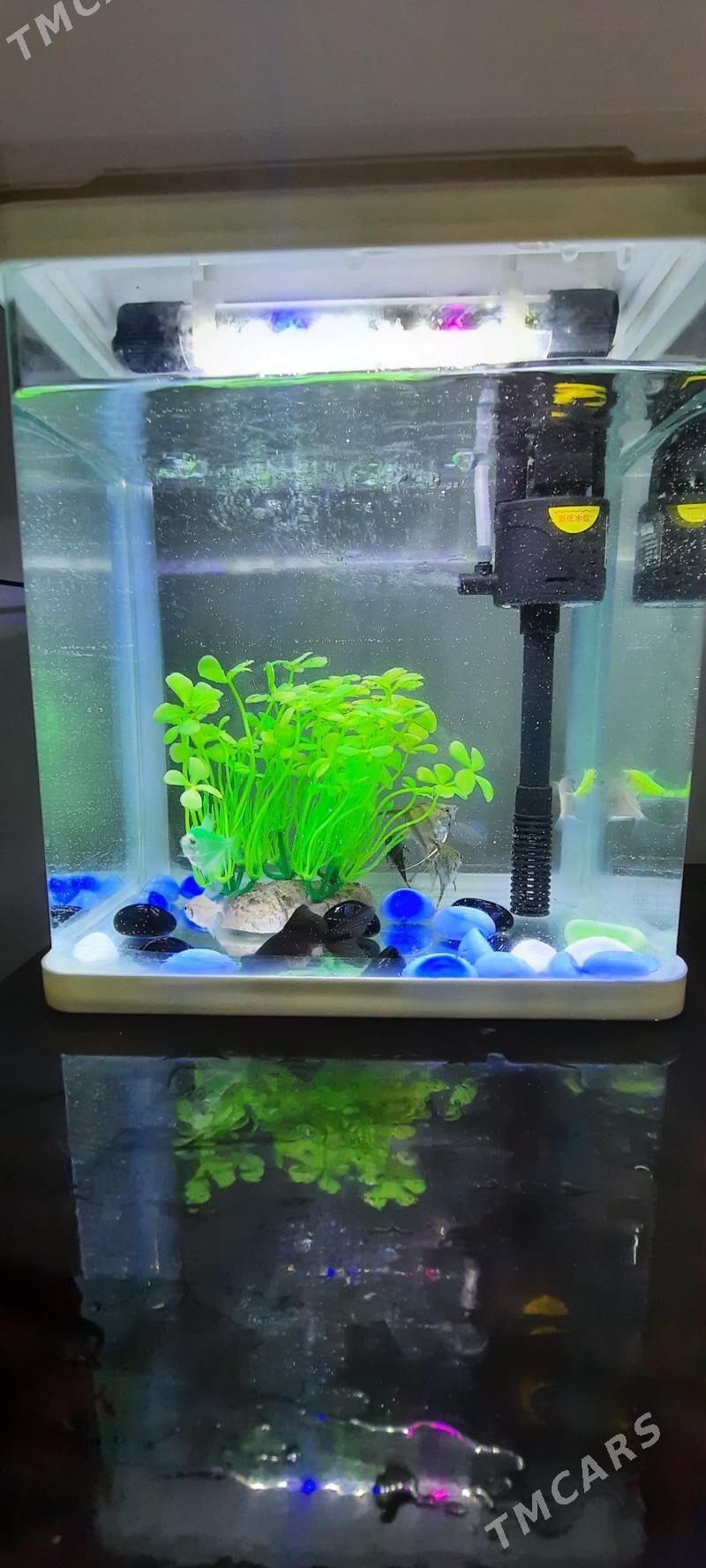 Akwarium - Türkmenabat - img 4