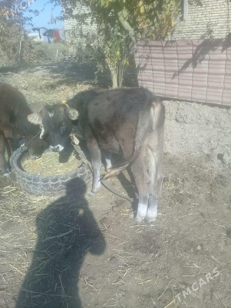 okuz - Бабадайхан - img 2