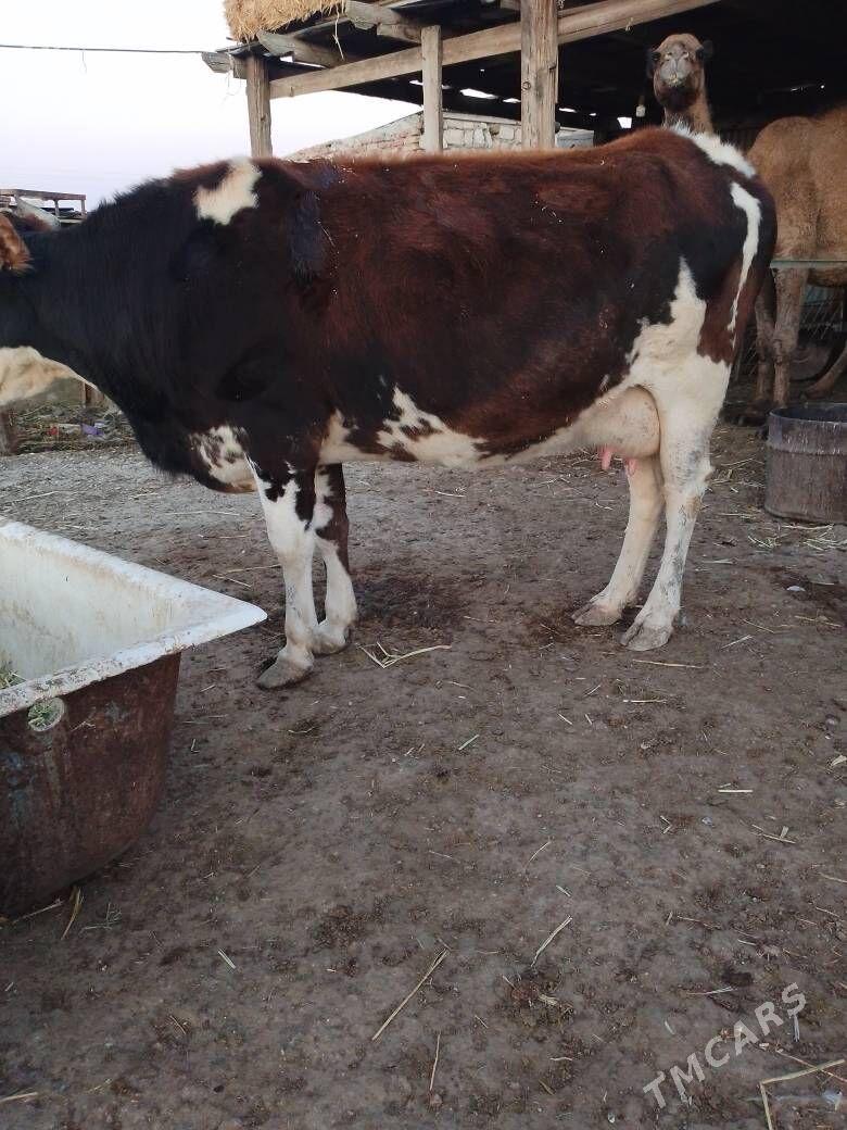 sygyr - Берекет - img 7