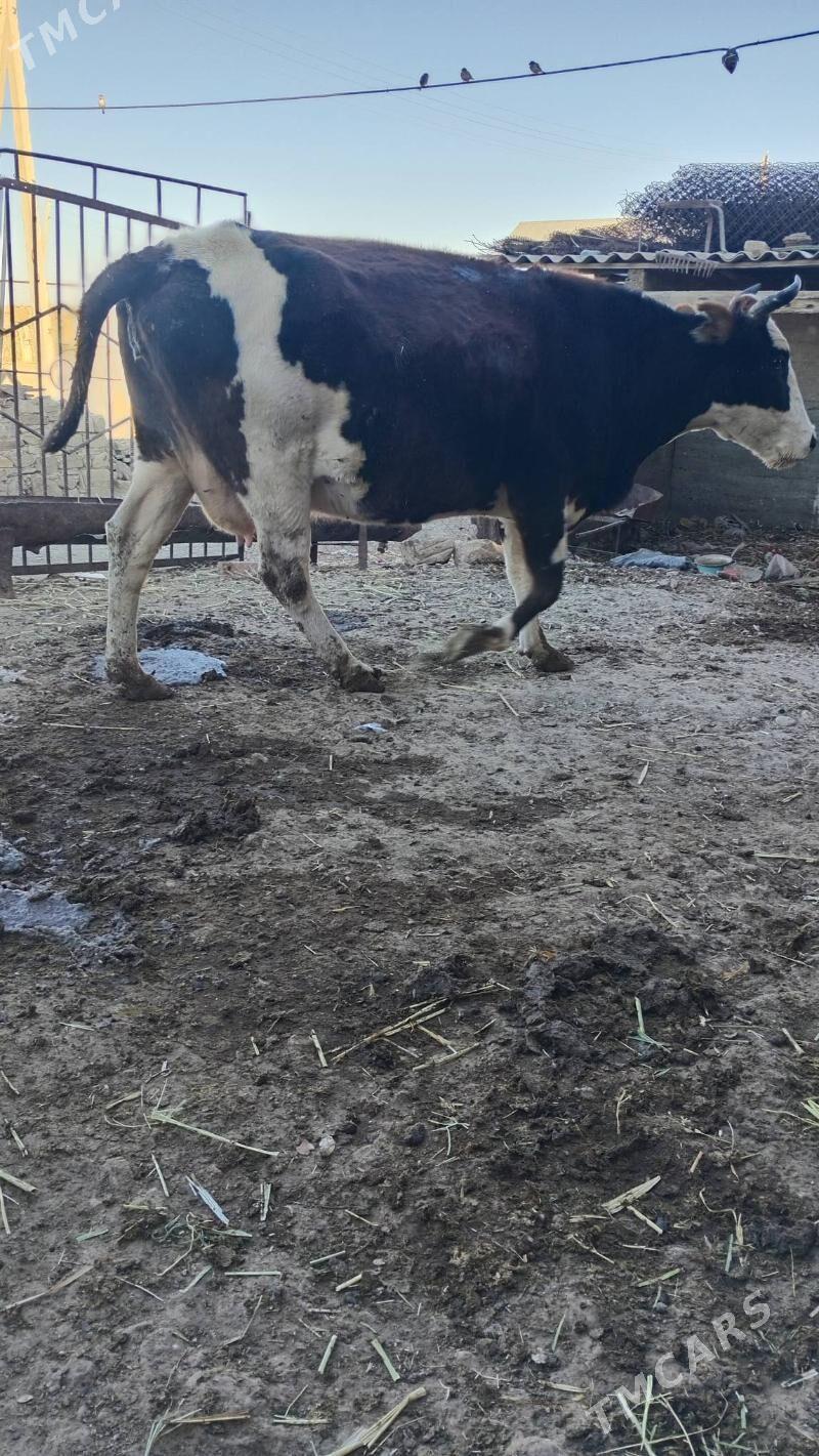 sygyr - Берекет - img 3