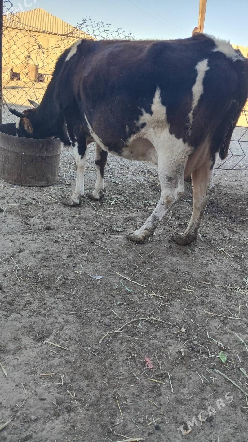 sygyr - Берекет - img 5