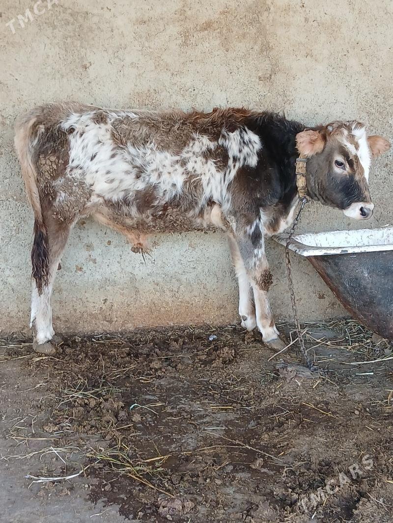 Okuz - Gökdepe - img 1