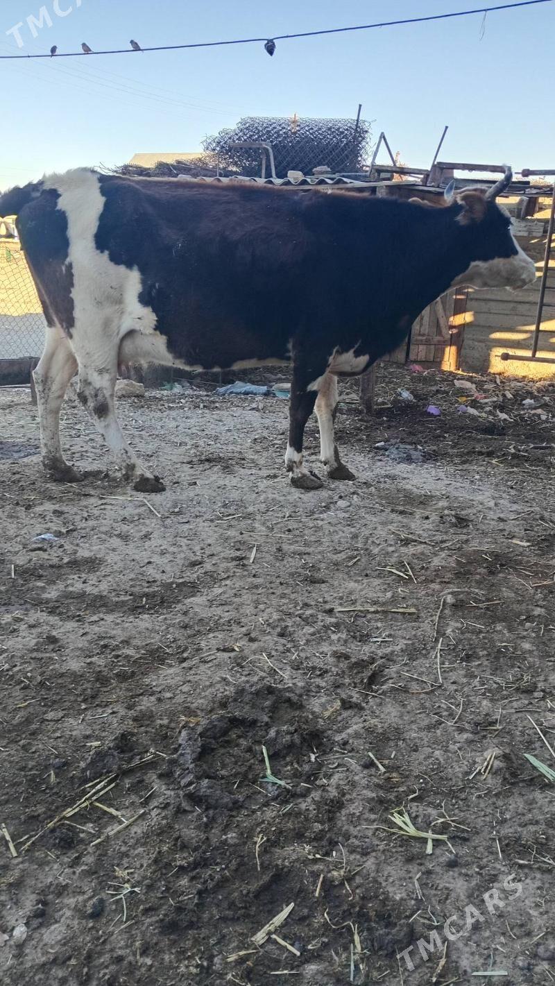 sygyr - Берекет - img 2