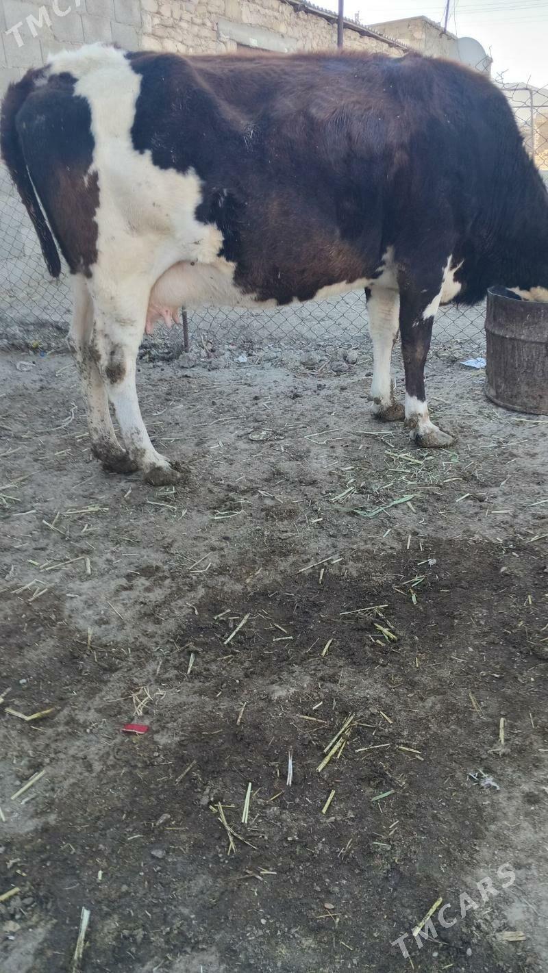 sygyr - Берекет - img 6