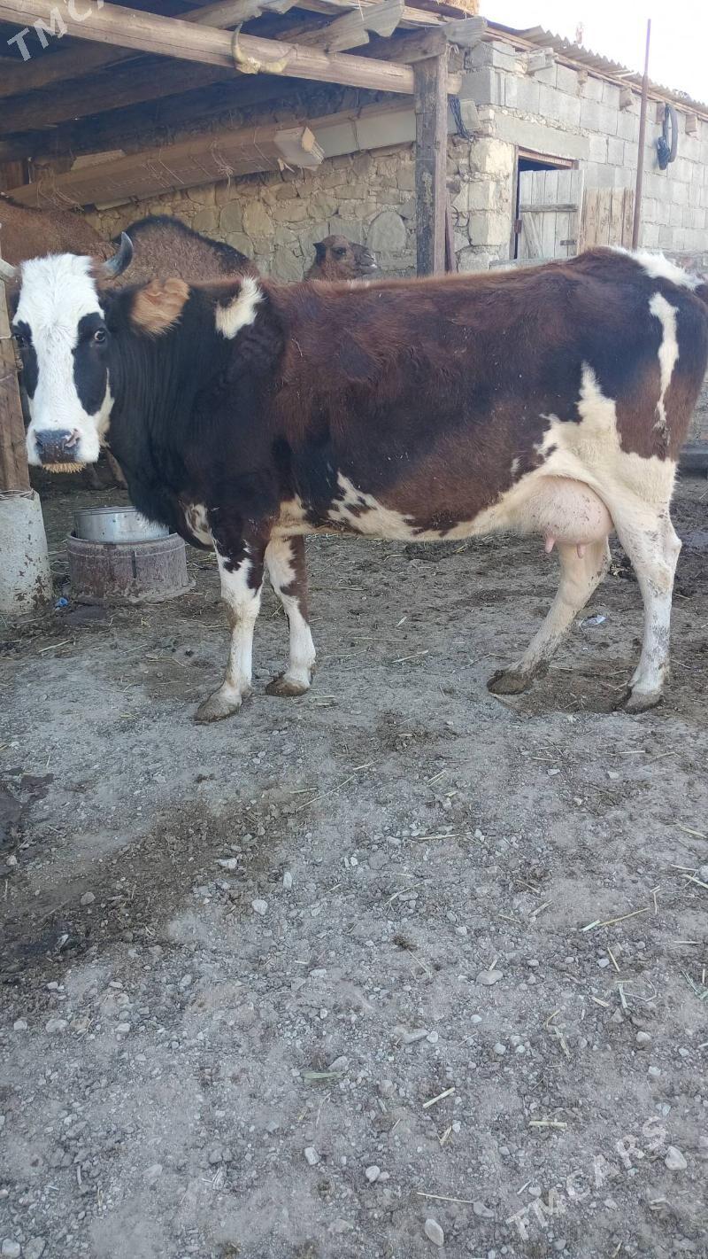 sygyr - Берекет - img 1