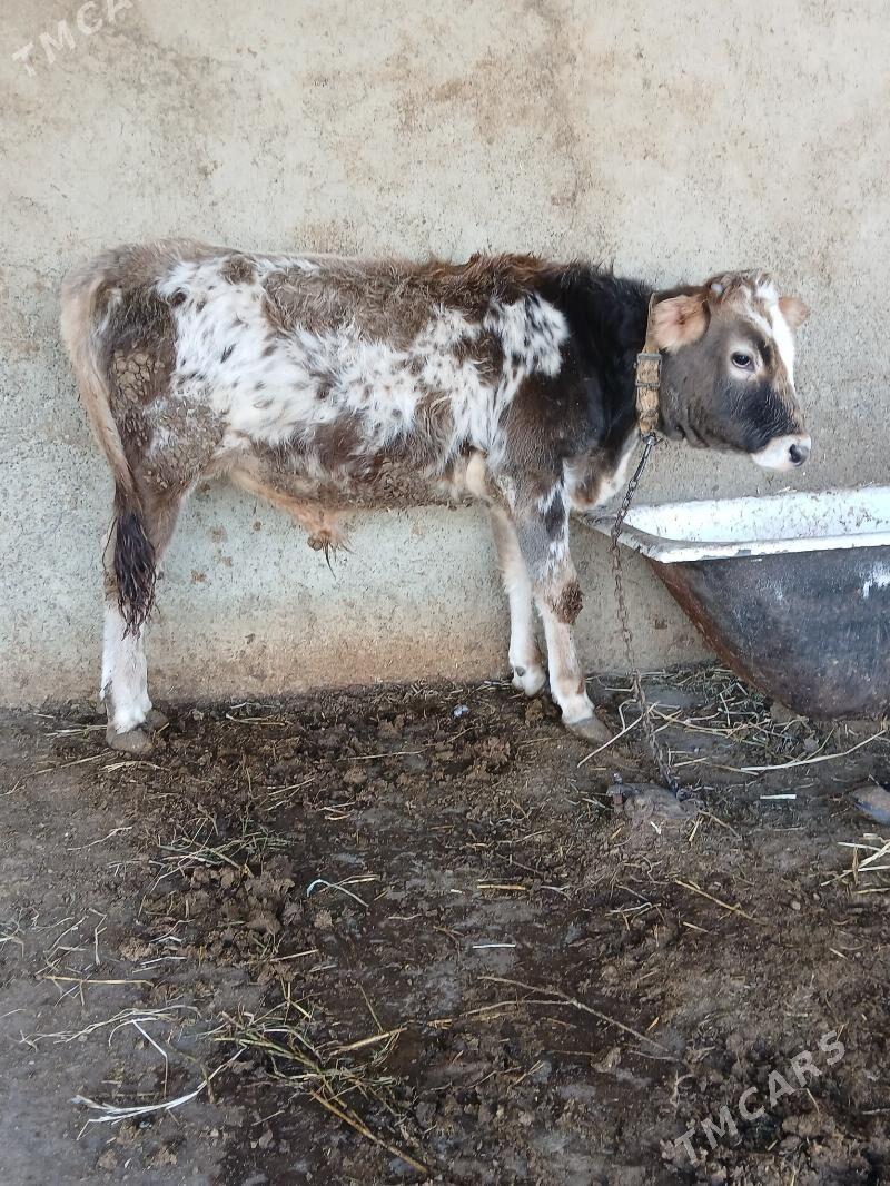 Okuz - Gökdepe - img 2