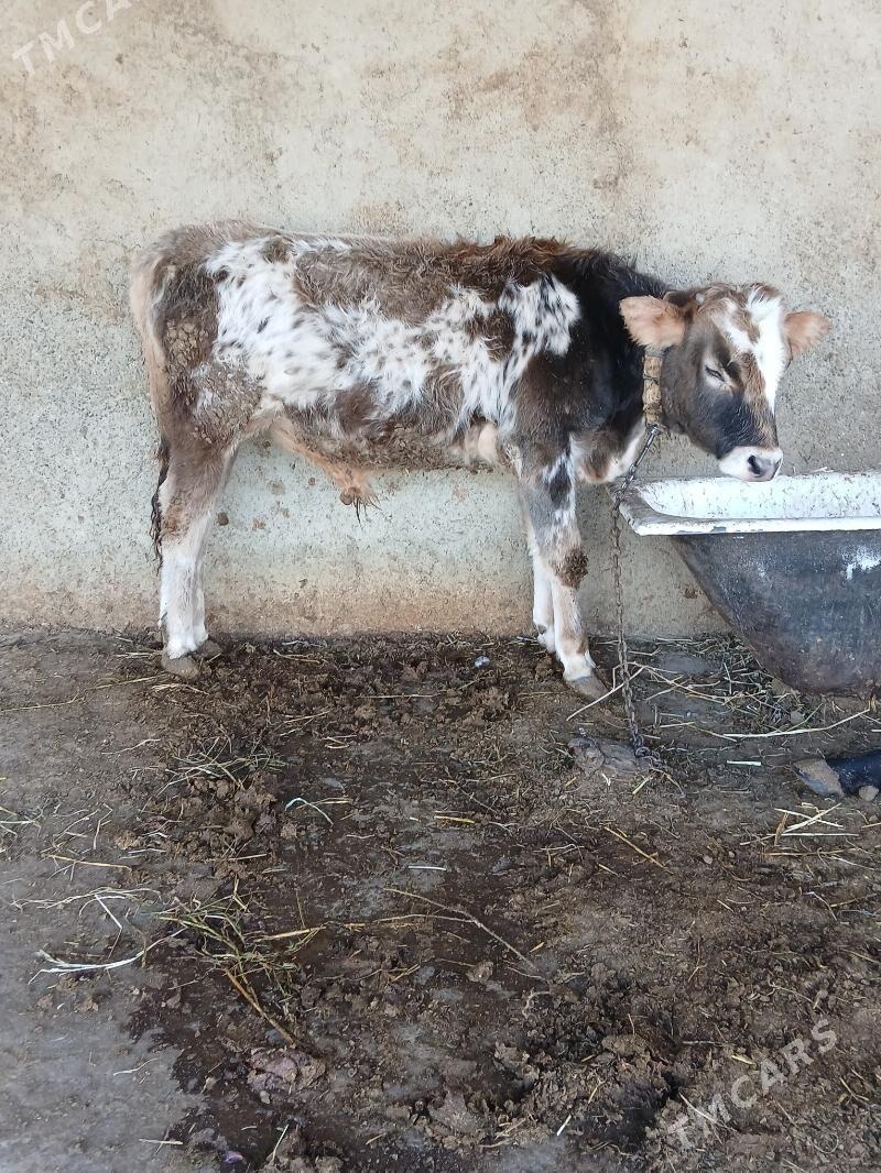 Okuz - Gökdepe - img 3