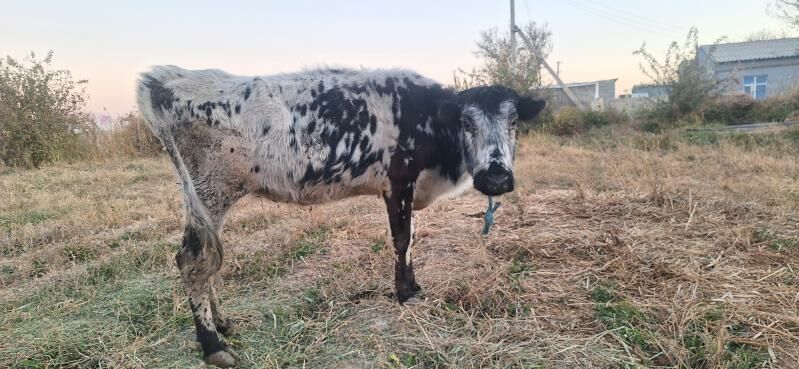 gysyr sygyr - Bäherden - img 1