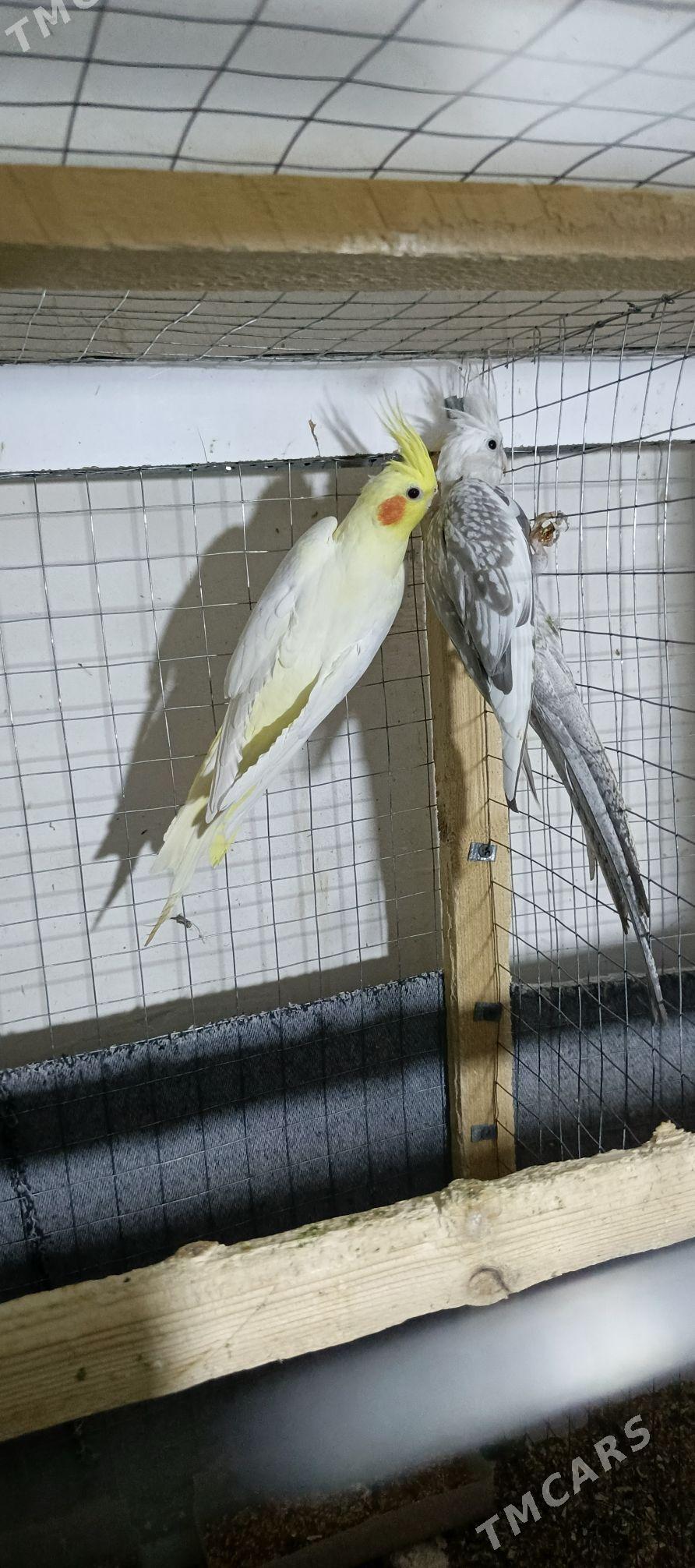 Karella sagdynja arassa guş - Howdan "W" - img 3