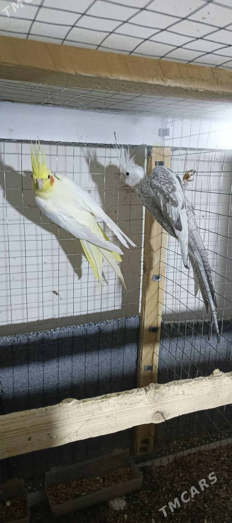 Karella sagdynja arassa guş - Howdan "W" - img 4