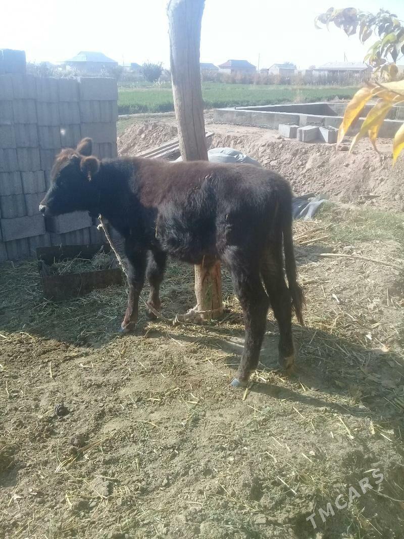 okuz 2sany - Babadaýhan - img 2