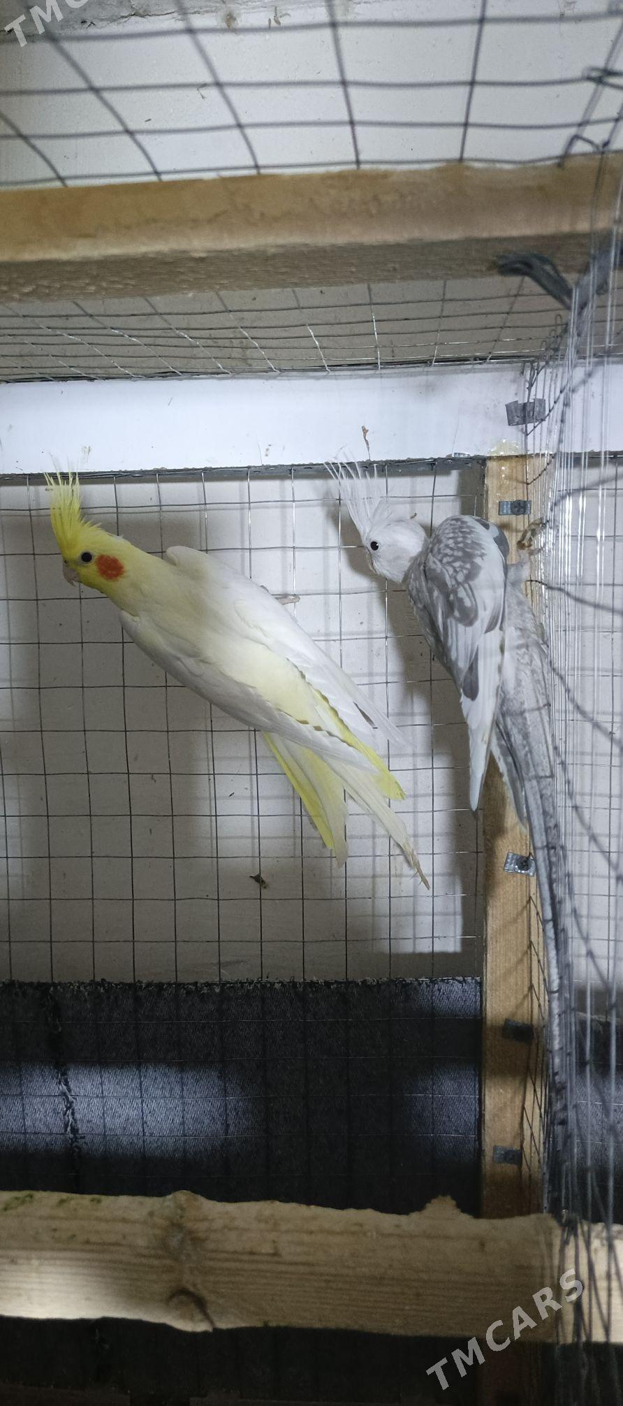 Karella sagdynja arassa guş - Howdan "W" - img 2