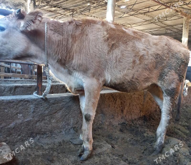 tuwe - Яшлык - img 1