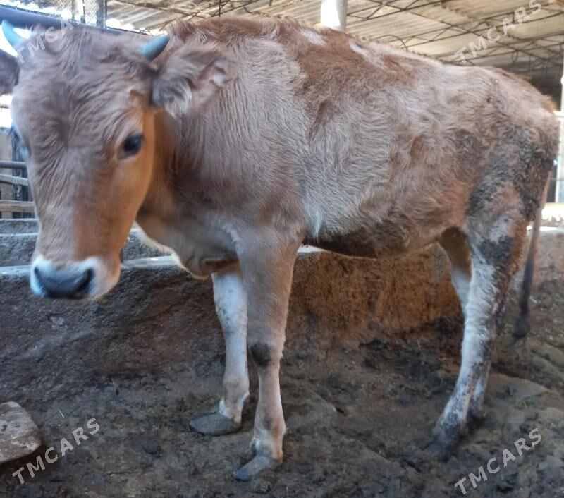 tuwe - Яшлык - img 3