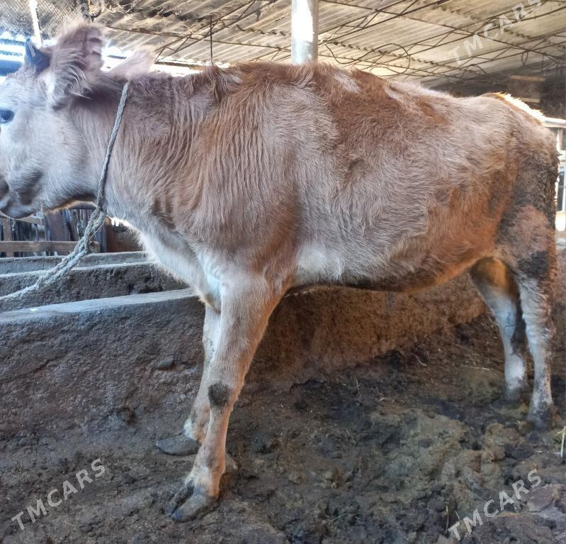 tuwe - Яшлык - img 2