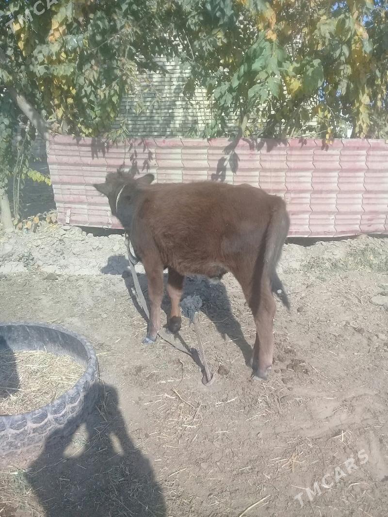 okuz 2sany - Babadaýhan - img 3