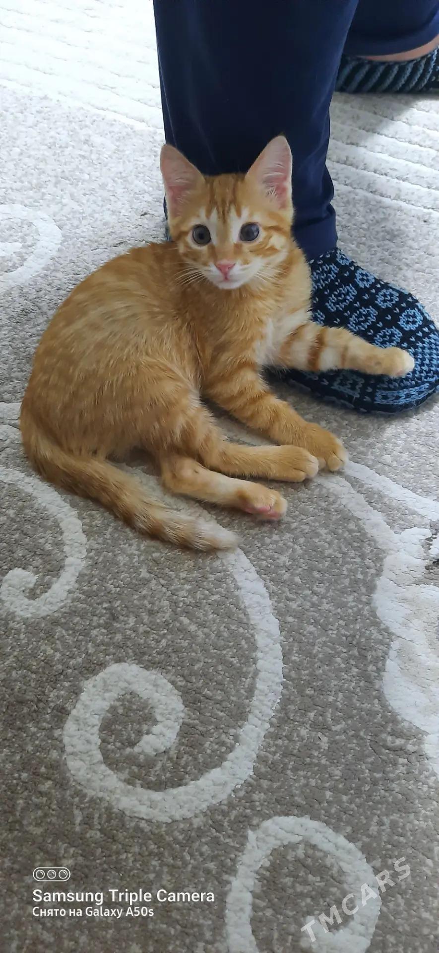 котята - Мары - img 3