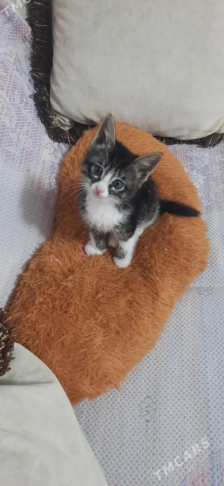 котята - Мары - img 2