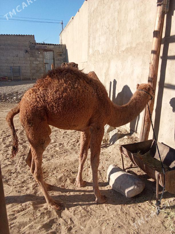 torum - Бахарден - img 3