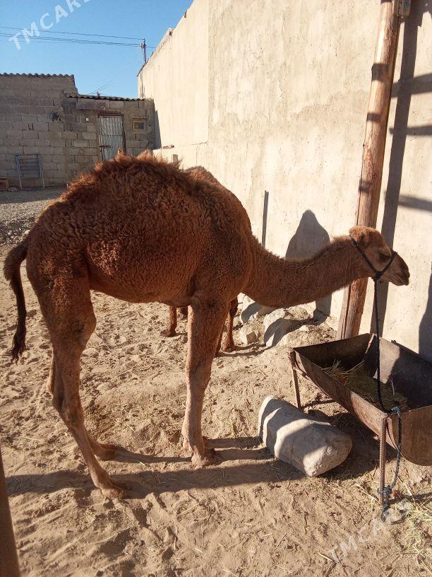 torum - Бахарден - img 2