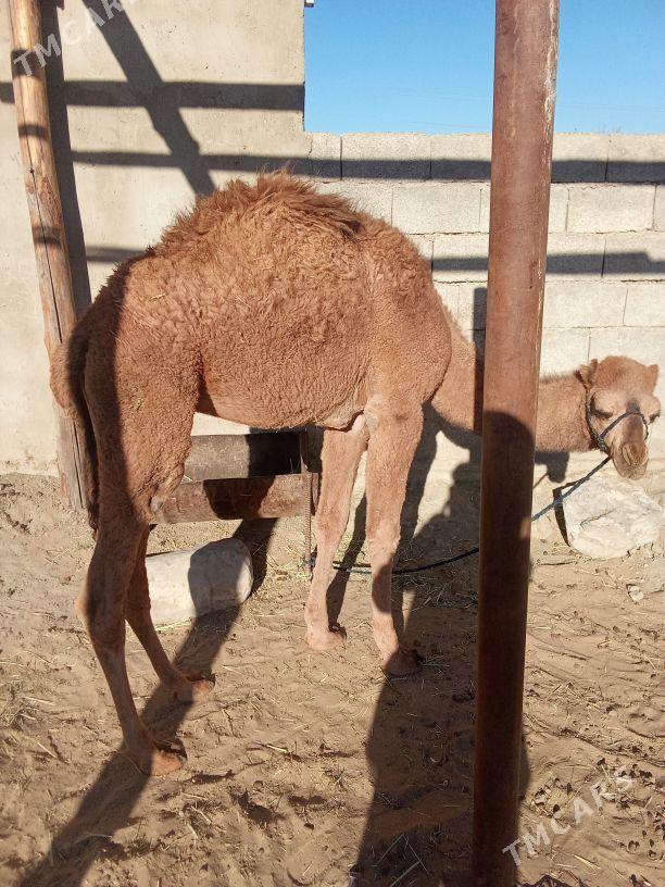 torum - Бахарден - img 4