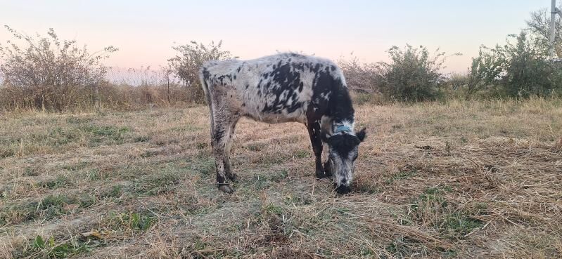 gysyr sygyr - Bäherden - img 2